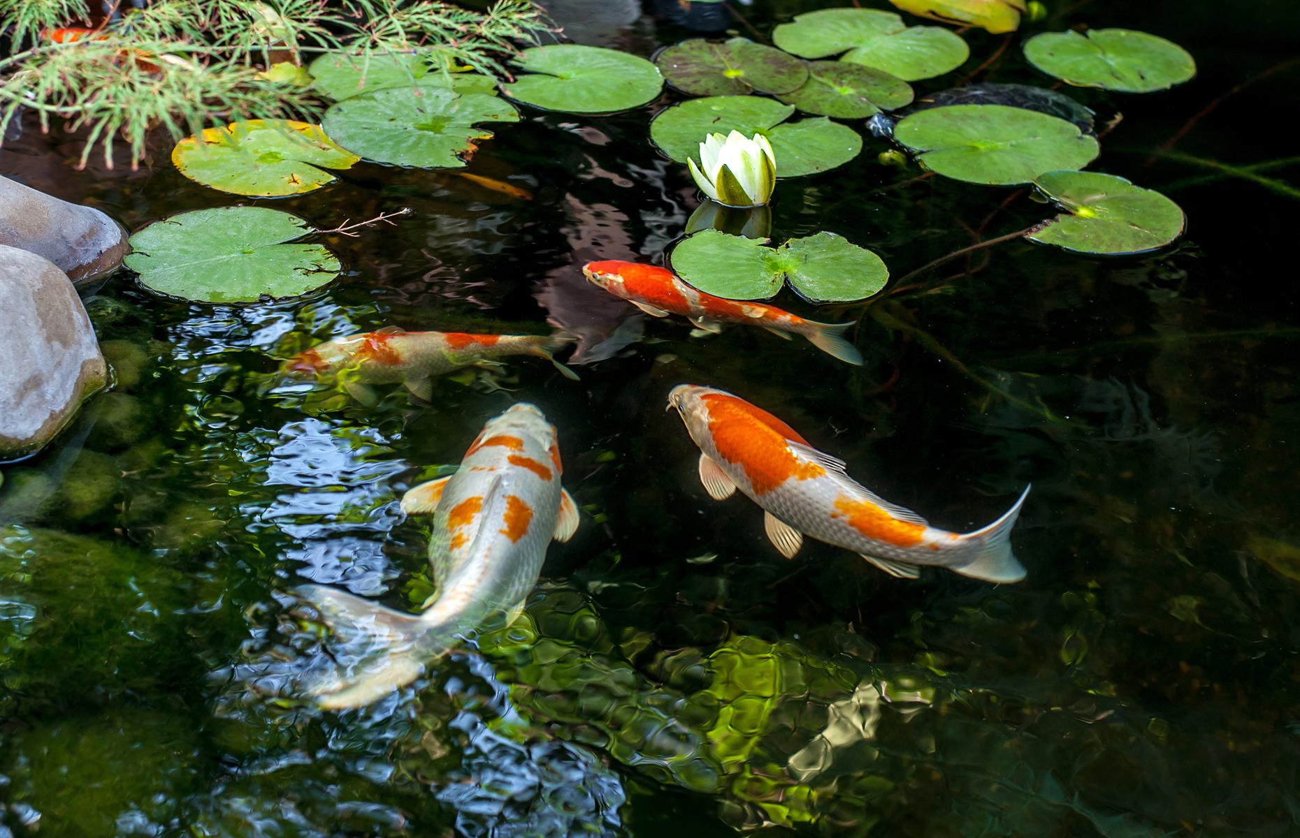 Office fish pond – $20,000
